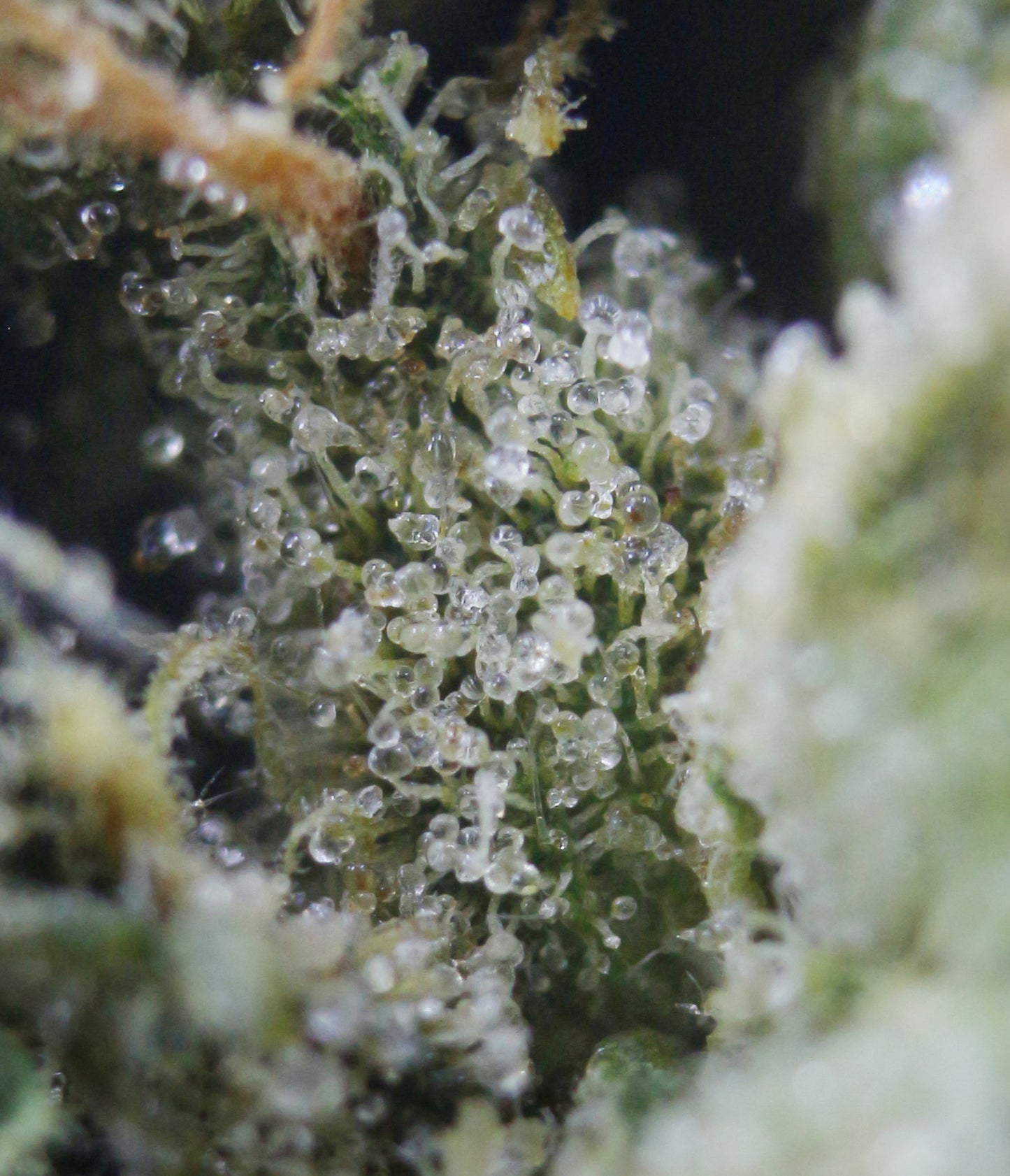 Snow Bud PR3X0.5g